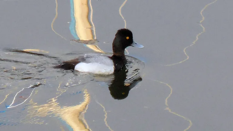A duck swims through polluted water.