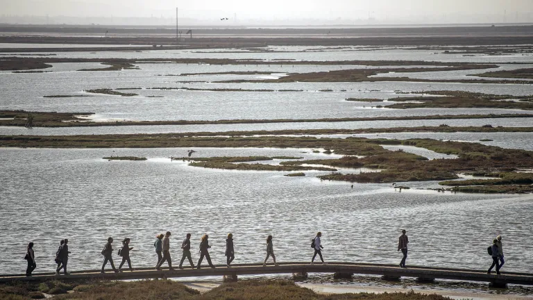 Silhouette of people walking through a protected shoreline/wetland area.