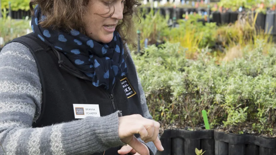 In the greenhouse, Nursery manager Brianna Schaefer points out native species that will be incorporated into the parkway landscape. 