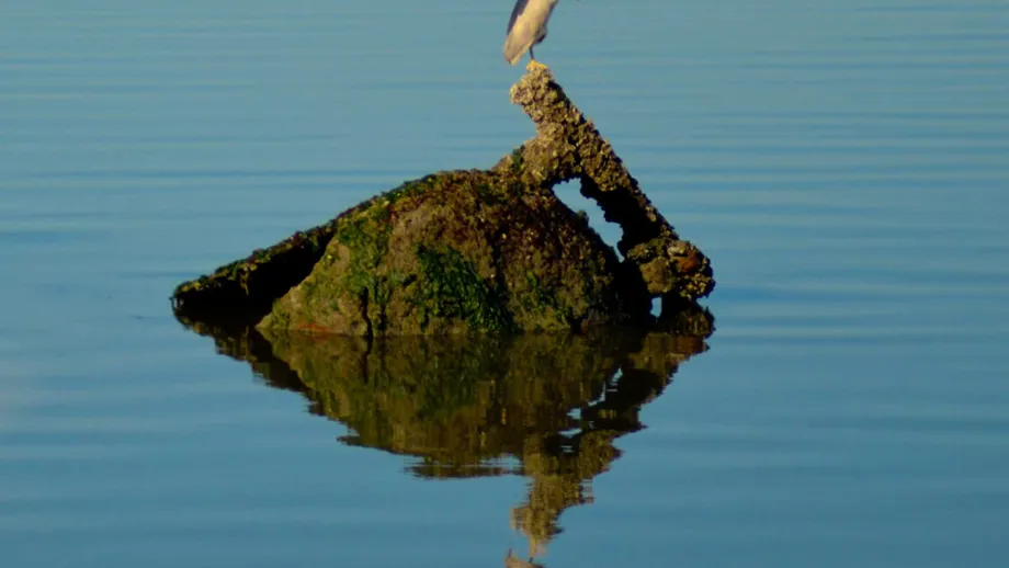Black-Crowned Night Heron near Oakland