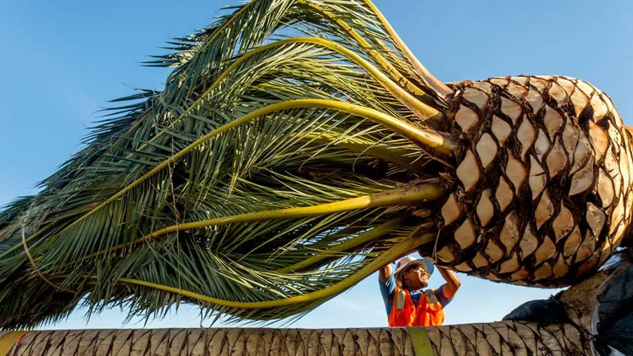 Palm tree planting on SFOBB