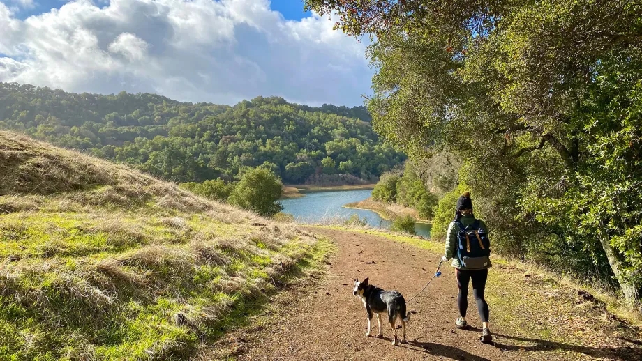 An adult walking their dog in an idyllic park on a winding path along a body of water, with blue sky and fluffy clouds above.