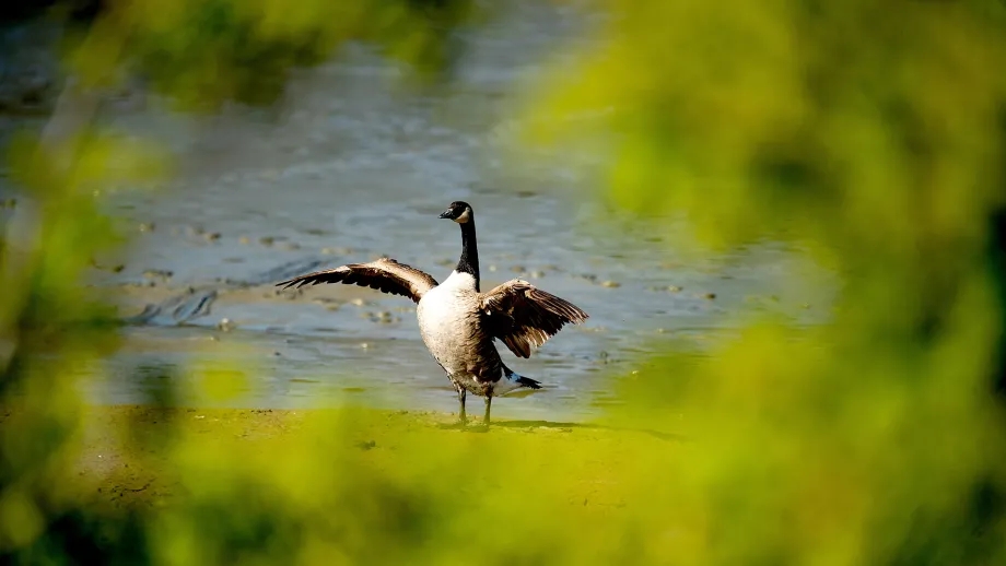 Canada Goose as seen through leafy trees at the Albany Mudflats.