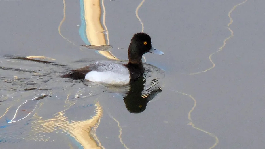 A duck swims through polluted water.